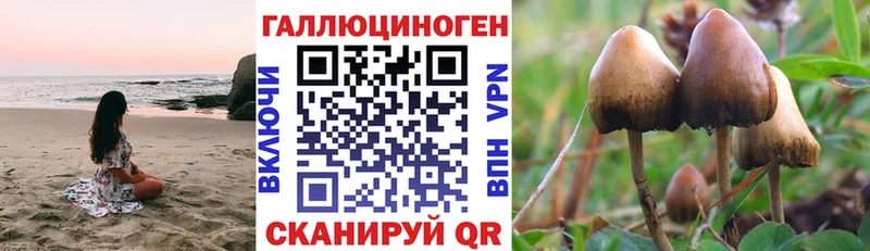 Купить где  Курильск  Псилоцибиновые грибы Psilocybe 